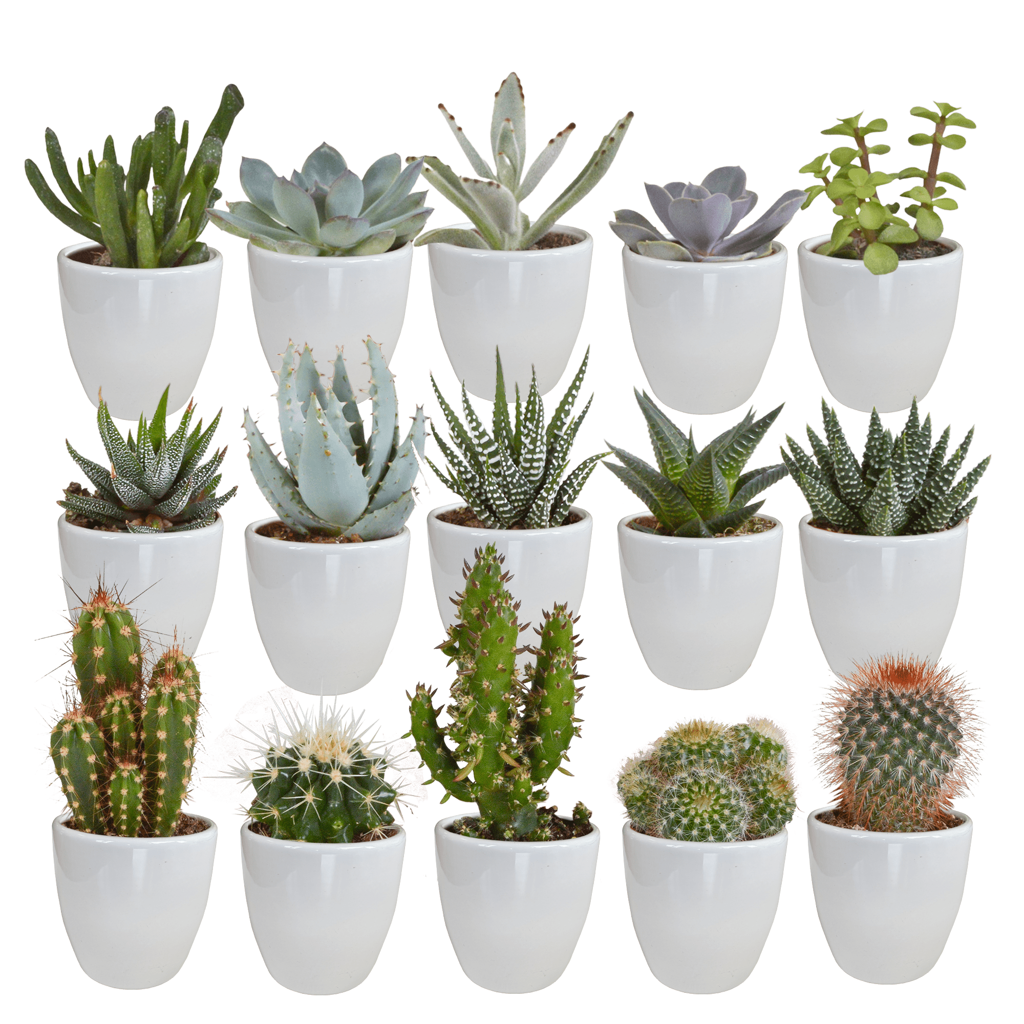 Cactus et plantes grasses à notre boutique Grimaldi