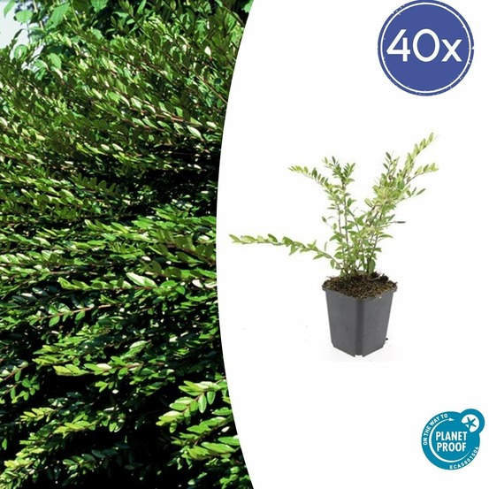 Chèvrefeuille à cupule x40 – entre 2,5 et 3,33m2