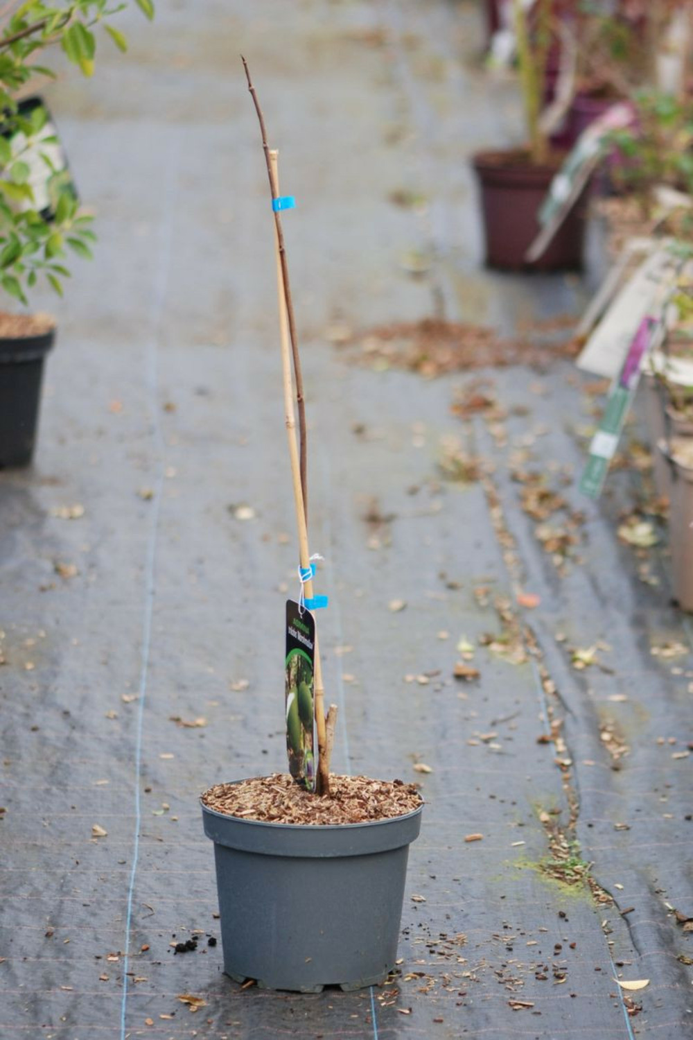 Asiminier 'marshmallow' - en pot de 5 litres