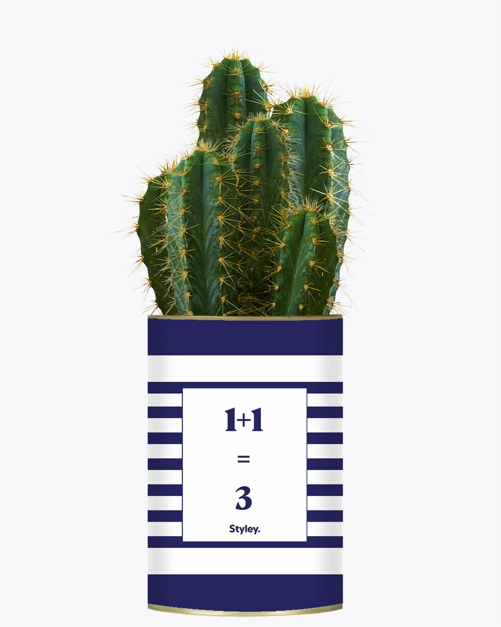 Plante facile à entretenir - 1 plus 1 égal 3 - plante