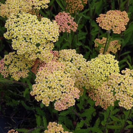 Achillée millefeuille 'hannelore pahl' godet de 8/9 cm