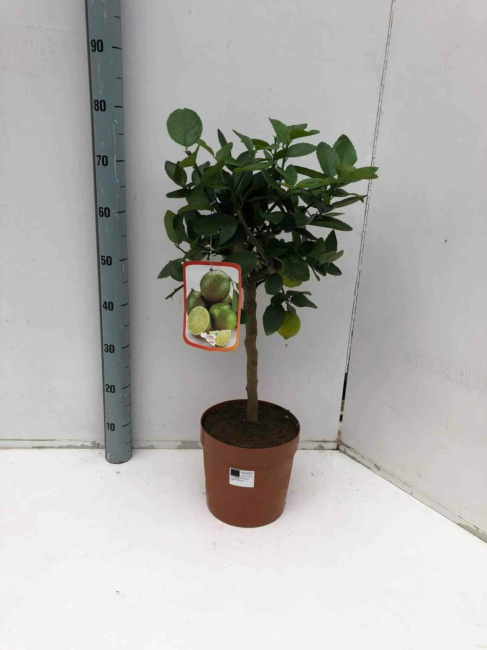 Citrus aurantifolia (citron vert) pot de 4 litres ? 30/50 cm