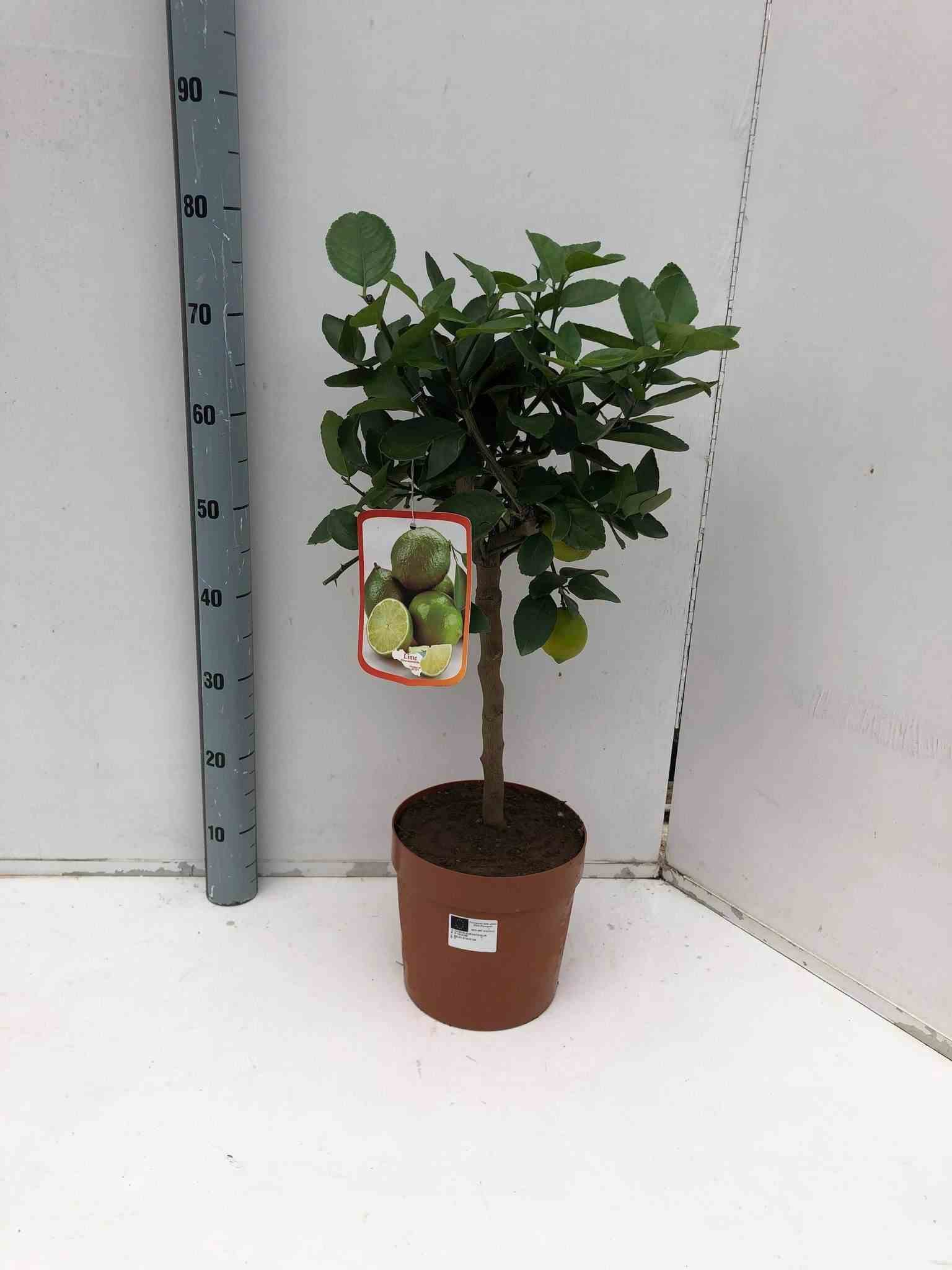 Citrus aurantifolia (citron vert)   blanc - taille pot de 4 litres ? 30/50 cm