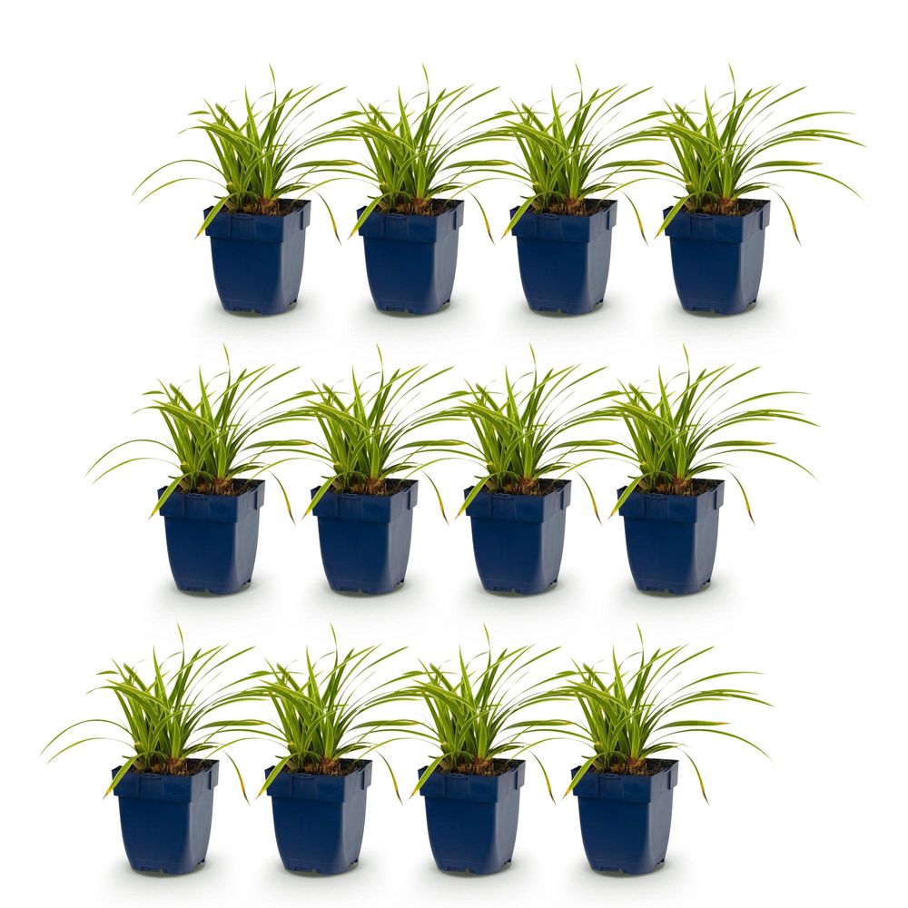 Laîche 'ice dance' - lot de 12 - pot 11 cm - hauteur 25 cm - plante d'extérieur