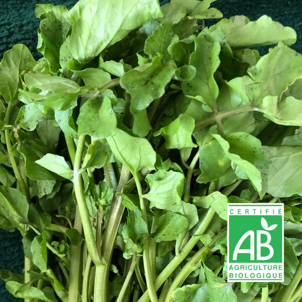 Graines de cresson de jardin - sans traitement sachet