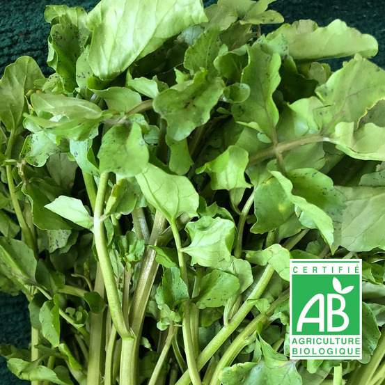 Graines de cresson de jardin - sans traitement sachet