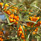 Argousier fried orange, le pot / ø 9cm / hauteur livrée 15-20cm
