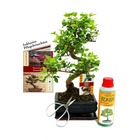 Coffret bonsaï bonsaï "ligustrum" - troène de chine - ca. 6 ans - set débutant