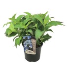Hydrangea serrata 'lueur d'été' - hortensia - pot de 19cm - hauteur 25-40cm