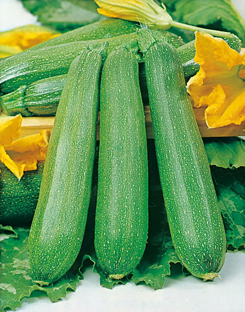 Courgette diamant hf1 - 5 g