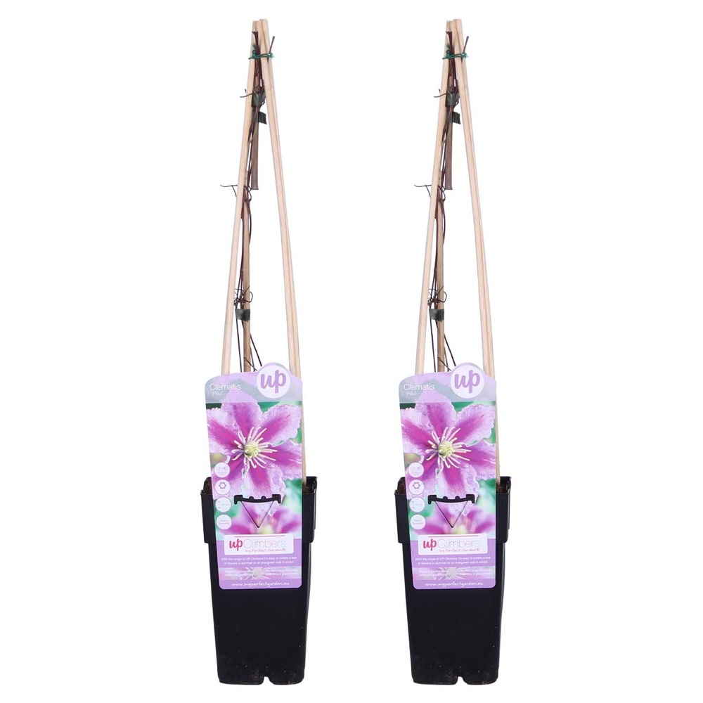 Lot de 2 - clematis 'piilu' - clématite à grandes fleurs - 50-70 cm de haut - pot 15 cm