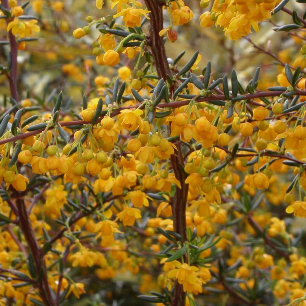 Epine-vinette stenophylla, berberis pot de 1,5l - 20/50 cm