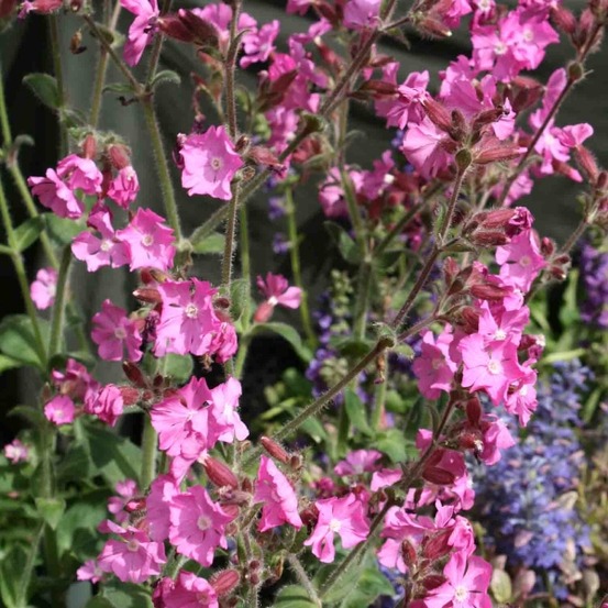 Silène 'rollies favorite' godet de 7/8 cm