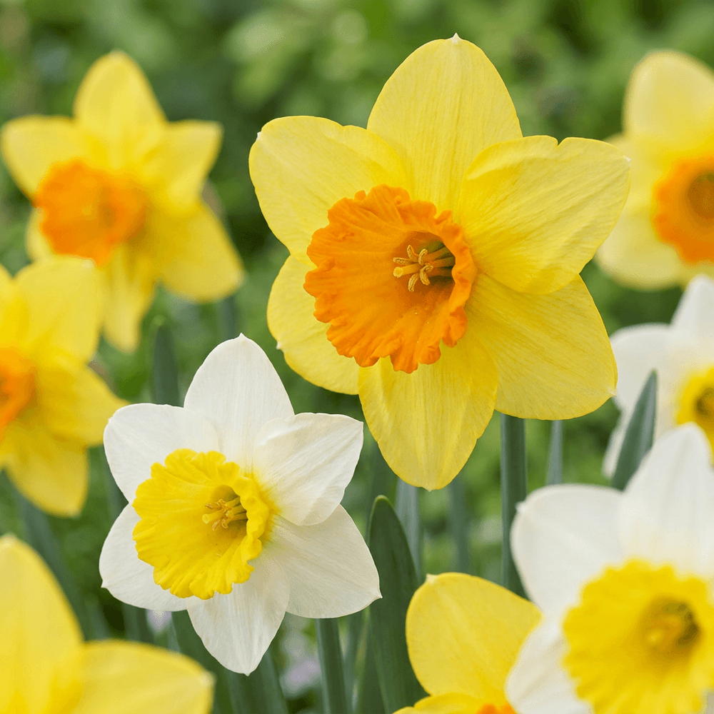 Narcisse à grande couronne en mélange (narcissus) - floraison printanière - calibre 12/14 - 120 bulbes