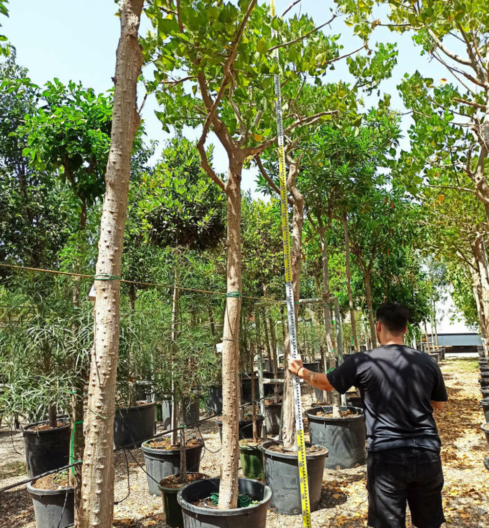 Erythrina falcata specimen pot de 110l 200/250cm