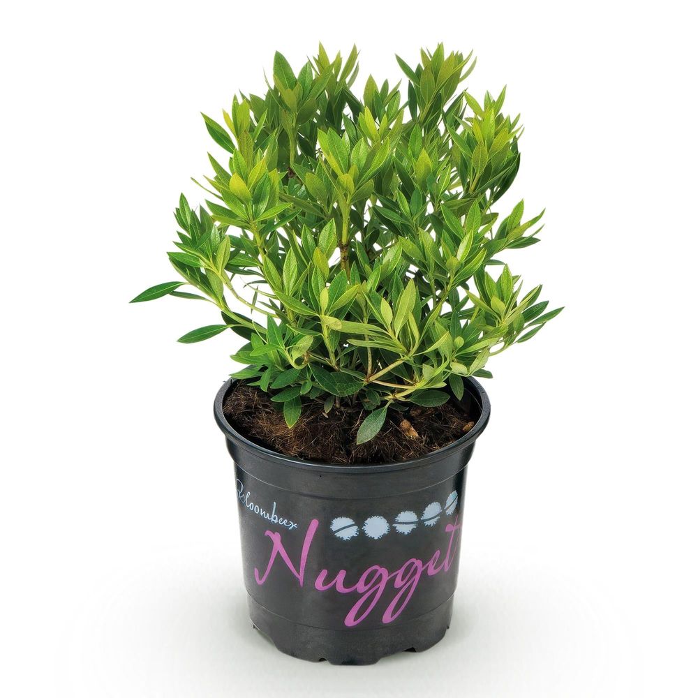 Rhododendron - pot 10 cm - hauteur 25 cm - plante d'extérieur