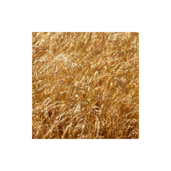 Canche cespiteuse lot de 3 godets