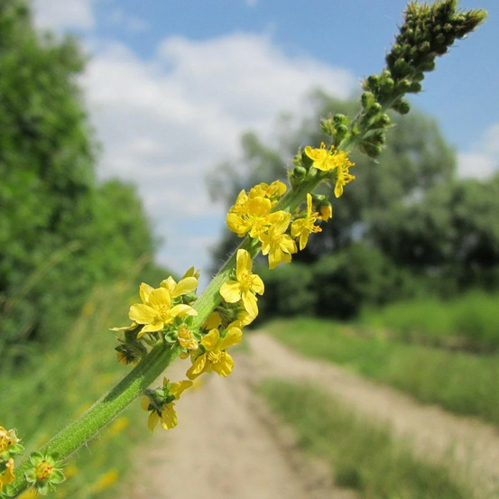 Aigremoine eupatoire godet