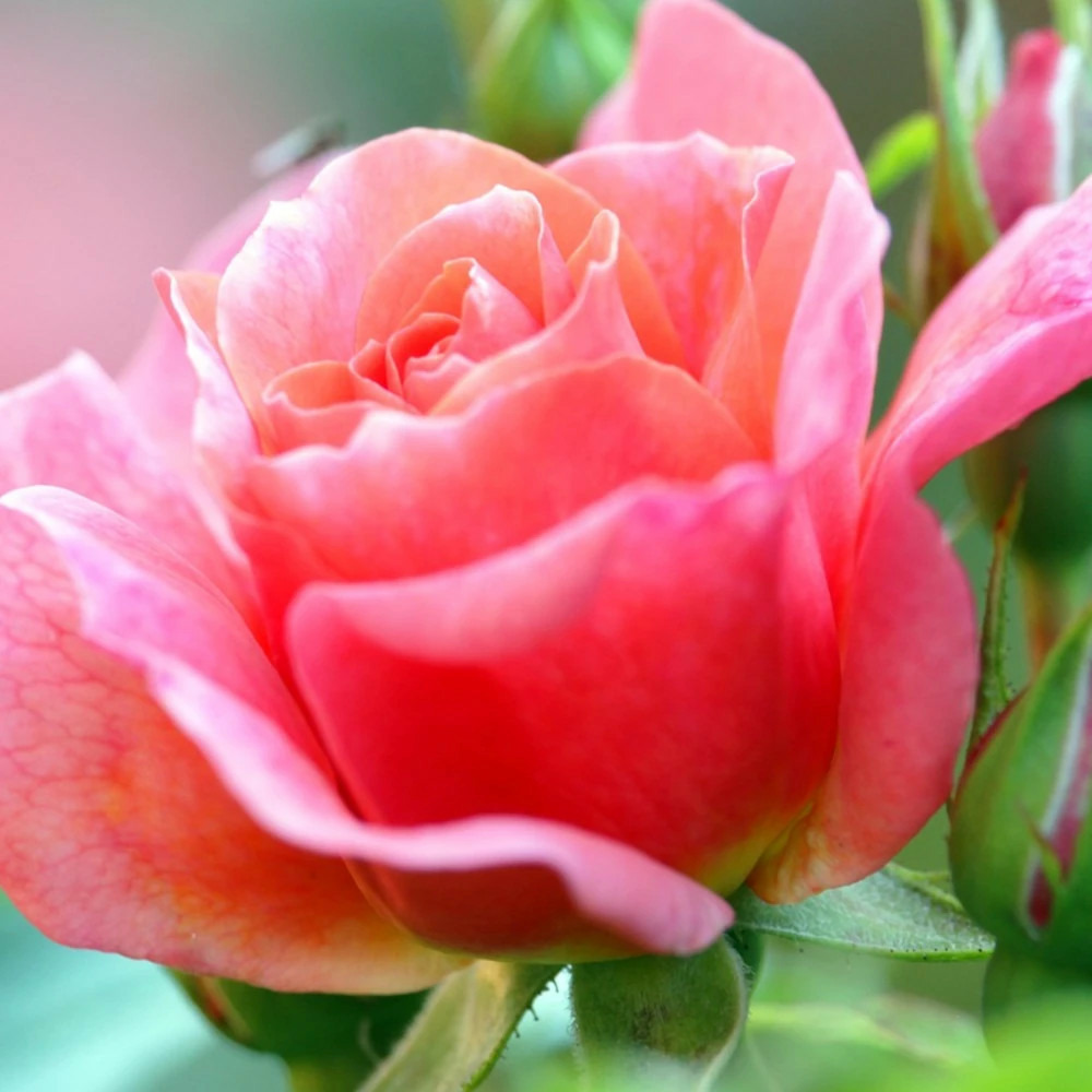 Rosier arbustif belle du seigneur® 'delocabri' pot de 3l - touffe