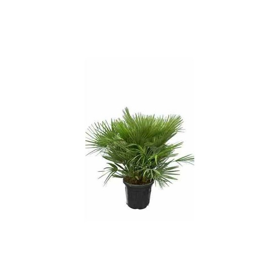Chamaerops humilis var. Volcano (palmier doum vulcano) spécimen- pot de 15 litres - 80/100 cm