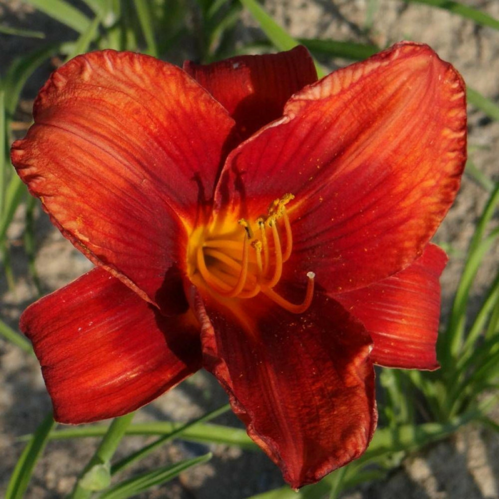 Hémérocalle hot town lot de 5 godets