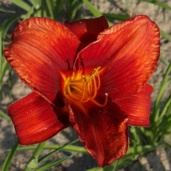 Hémérocalle hot town lot de 5 godets