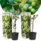 Olea europaea - olivier - set de 2 - pot 9cm - hauteur 25-40cm