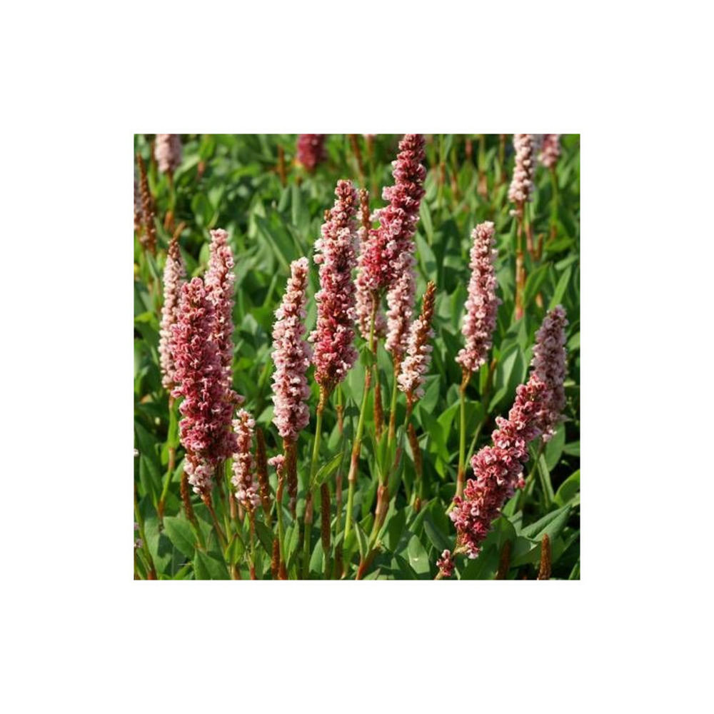 Persicaire darjeeling red lot de 9 godets