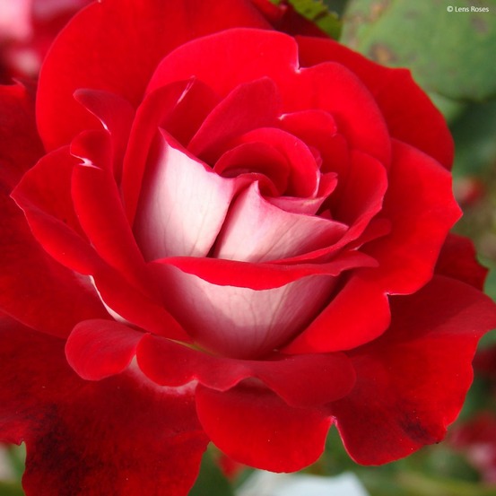 Rosier grimpant 'pirouette' pot de 4l/5l