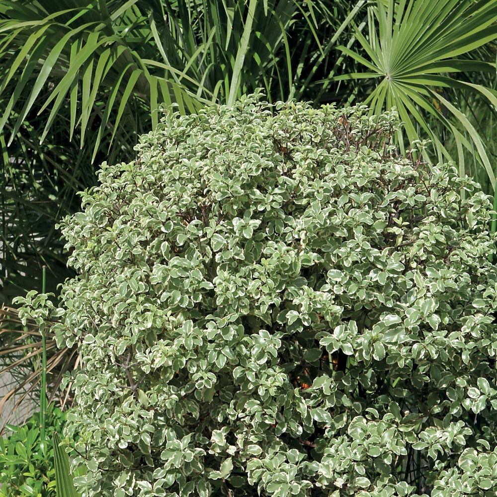 Pittosporum tenuifolium variegatum - le pot / 2l / hauteur livrée 25-30cm