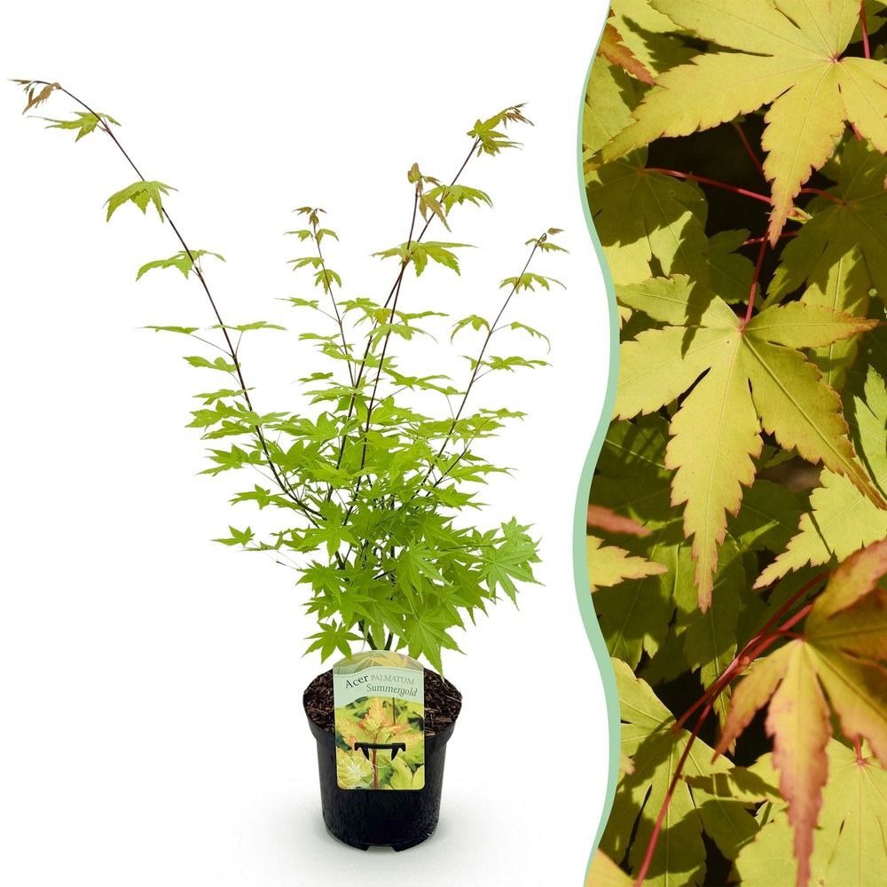 Érable du japon 'summergold' - pot 19 cm - hauteur 70 cm
