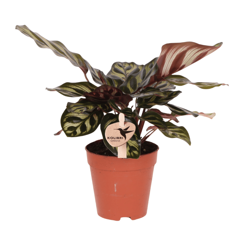 Calathea makoyana - ø9cm - ↕23cm - plante d’intérieur