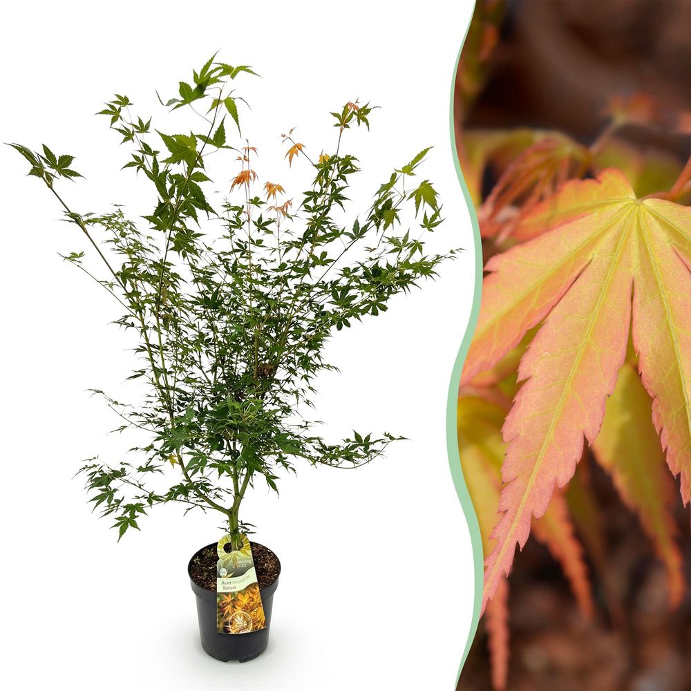 Érable du japon 'katsura' - pot 26 cm - hauteur 90 cm - plante d'extérieur
