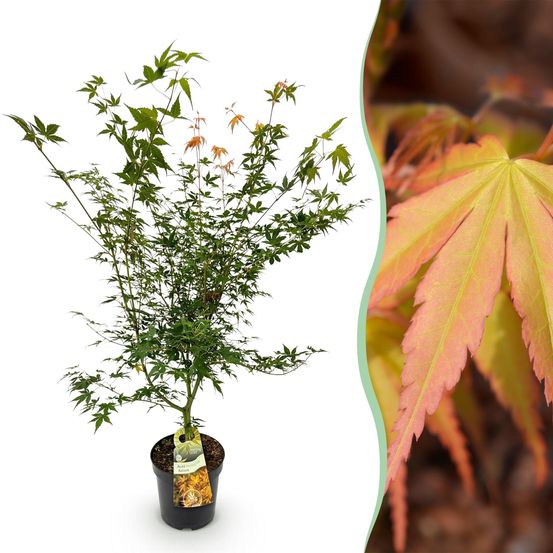 Érable du japon 'katsura' - pot 26 cm - hauteur 90 cm - plante d'extérieur