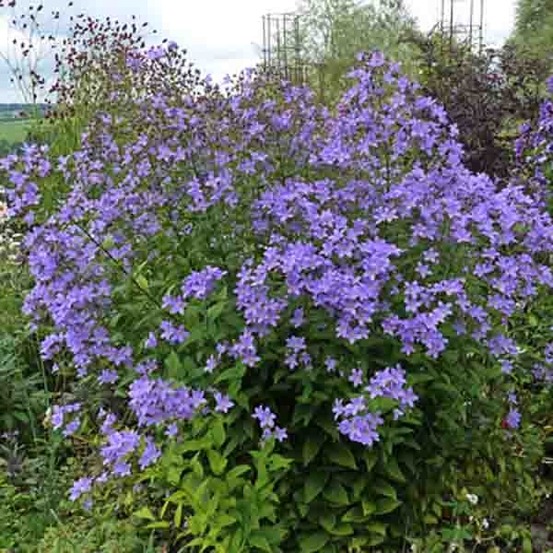 Campanule à fleurs laiteuses 'prichard's variety' pot de 2l/3l