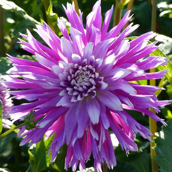 Dahlia cactus spider 'table dancer' bulbe calibre i