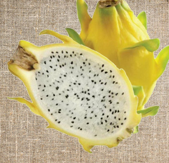 Pitaya : hylocereus isis golden jaune vif (pitaya ou fruit du dragon)- pot de 7 litres - 50/70 cm