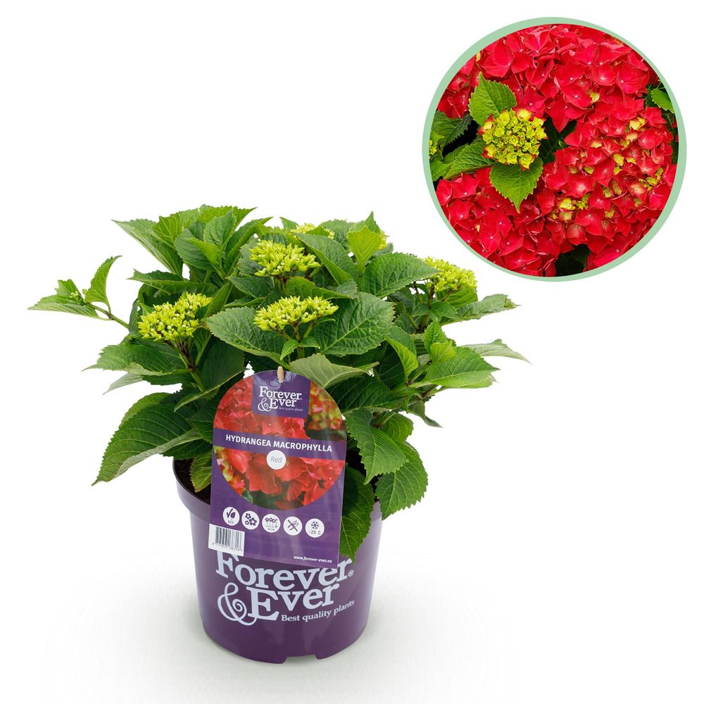 Hortensia forever ever - pot 23 cm - hauteur 55 cm