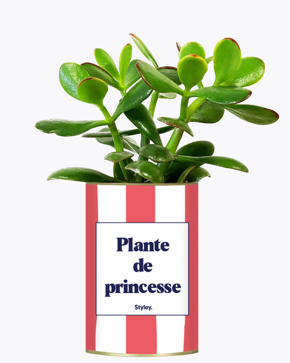 Plante facile à entretenir - plante de princesse - plante
