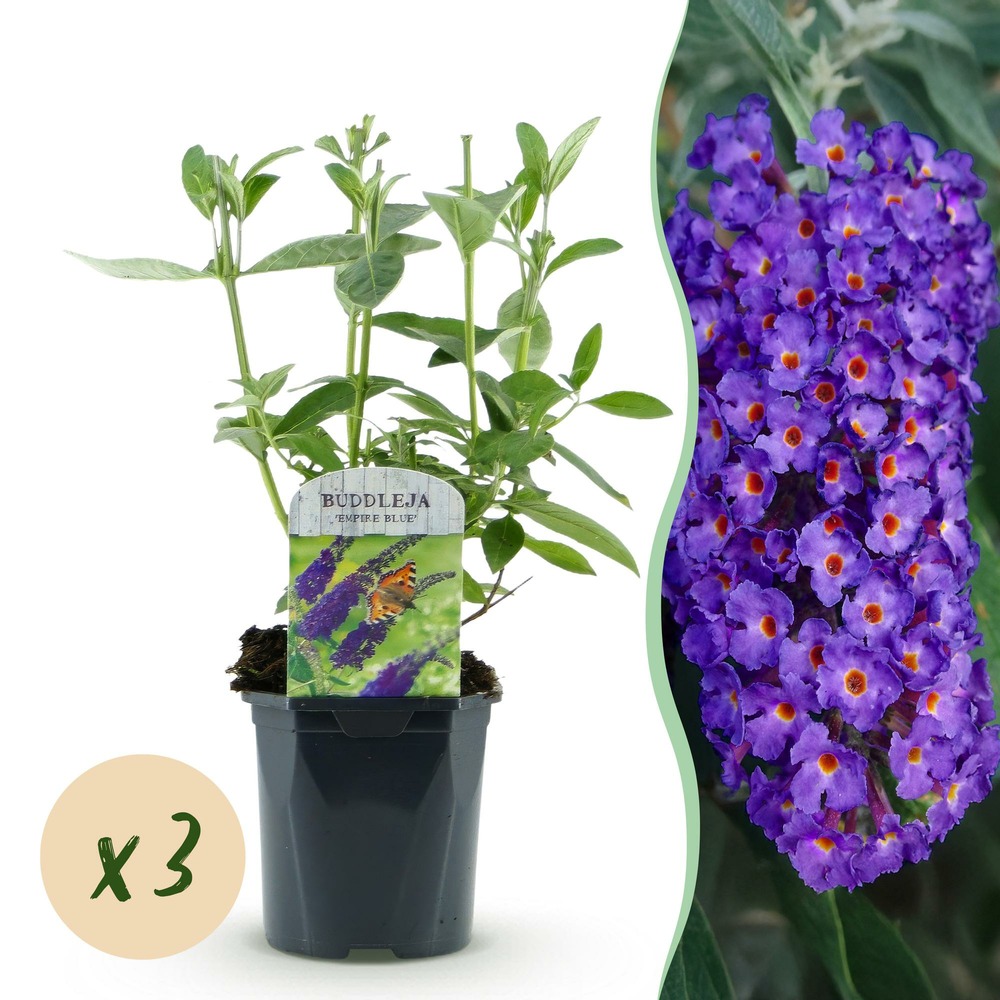 Arbre aux papillons 'empire blue' - lot de 3 - pot 17 cm - hauteur 25 cm