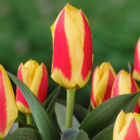 Tulipa stresa - bulbes à fleurs x14 - tulipe - jaune / rouge - bulbes hollandais
