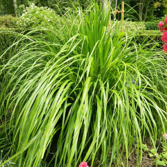 Calamagrostis brachytricha lot de 9 godets