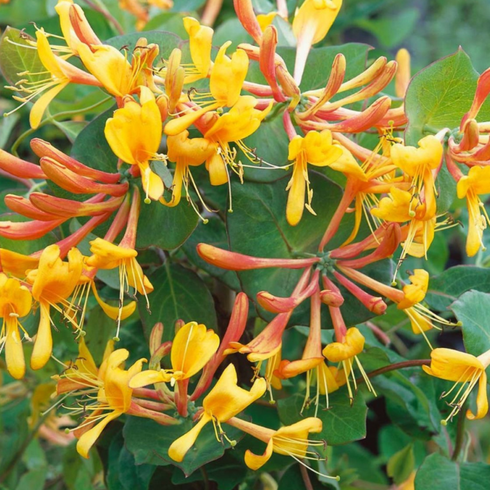 Chèvrefeuille - lonicera tellmanniana 70cm