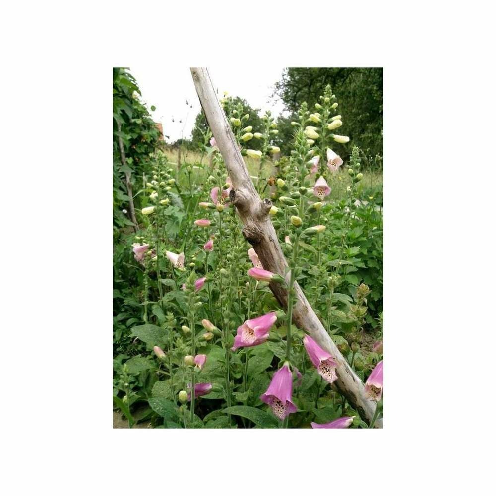 Digitale excelsior variée