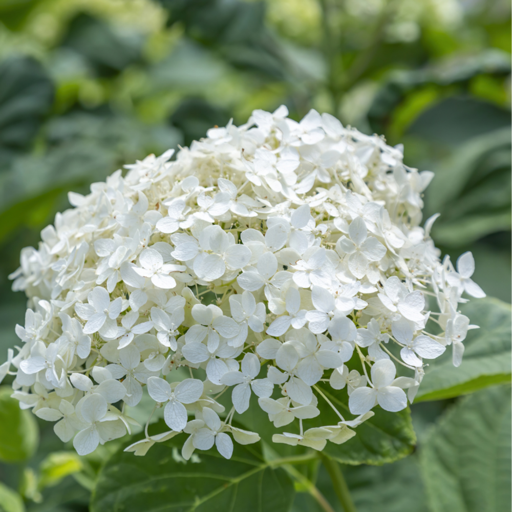 Hortensia paniculata little lime - hydrangea paniculata little lime 40/50 cm pot 3l