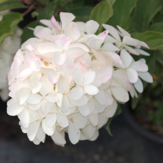 Hortensia paniculata phantom, hydrangea paniculata pot de 3l - 40/60 cm