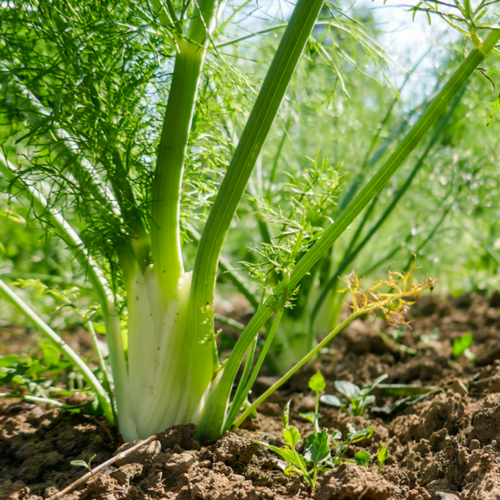 3 plants fenouil tauro f1 motte 7cm