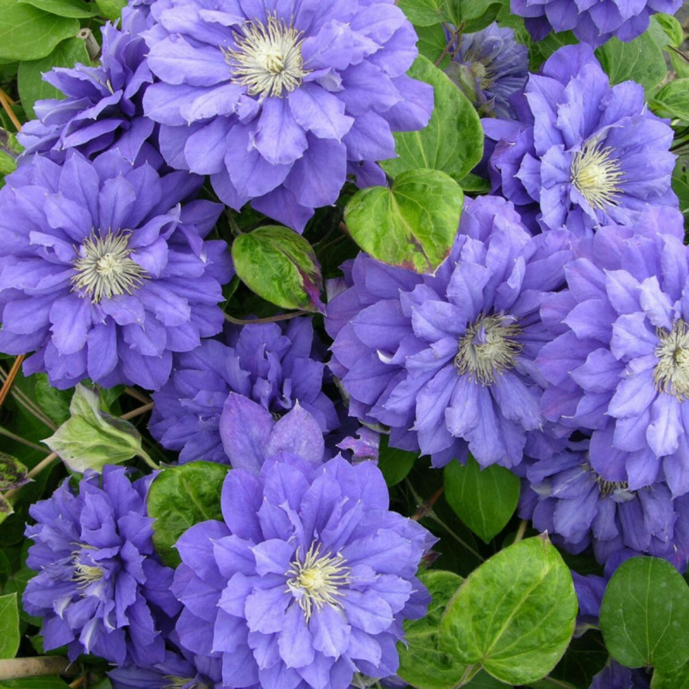 Clématite kiri te kanawa pot de 1,5l - tuteur bambou 30/60 cm