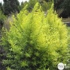 Salix sachalinensis golden sunshine c.7,5l