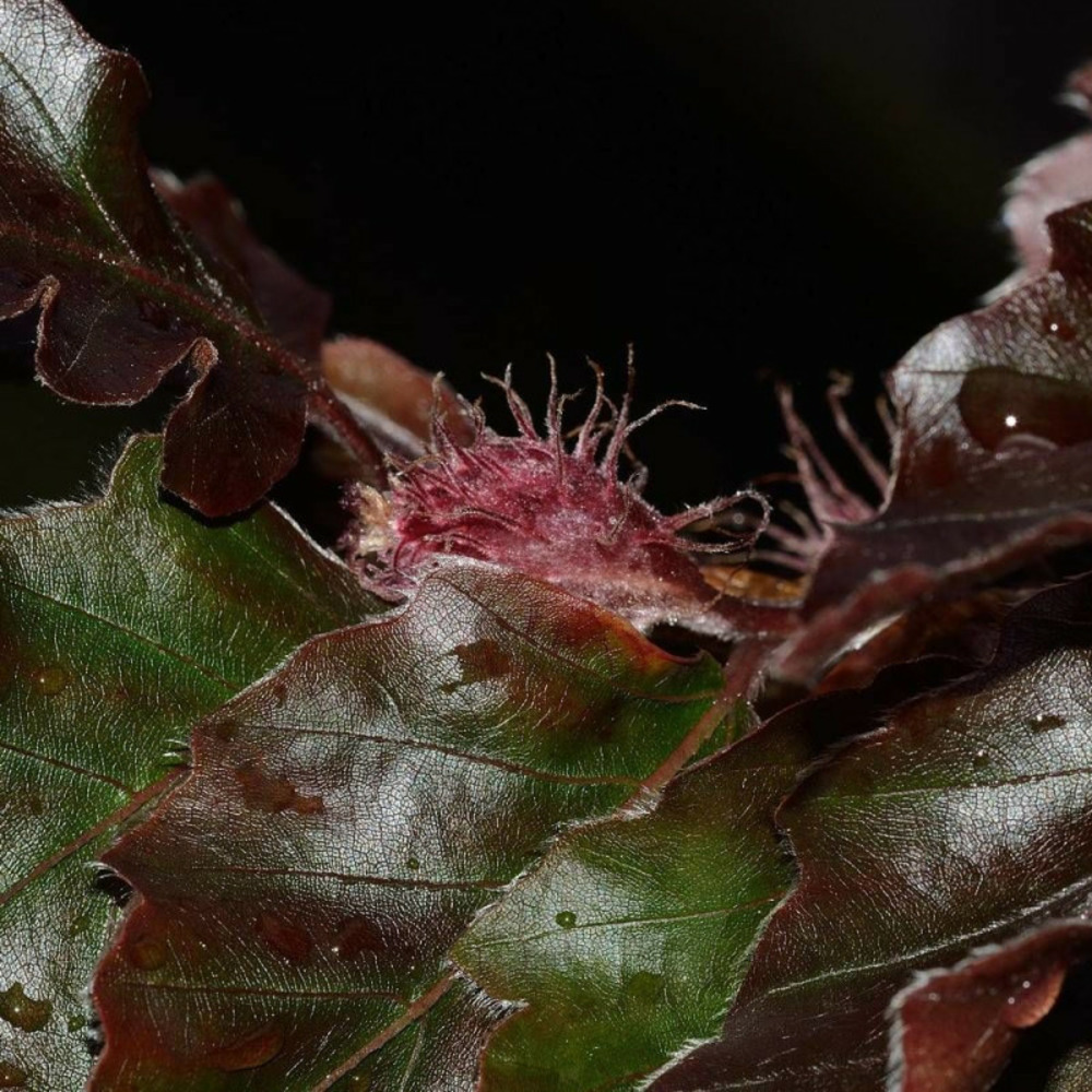 Hêtre commun pourpre, fagus pot de 7,5l - 100/150 cm